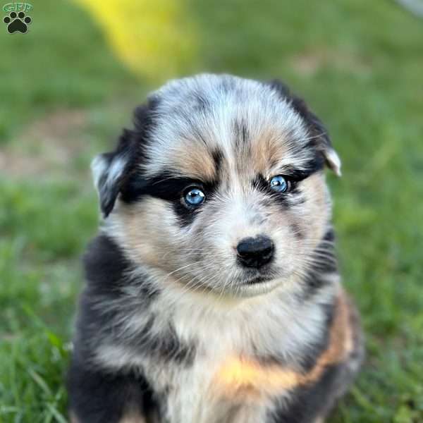 Valor, Miniature Australian Shepherd Puppy